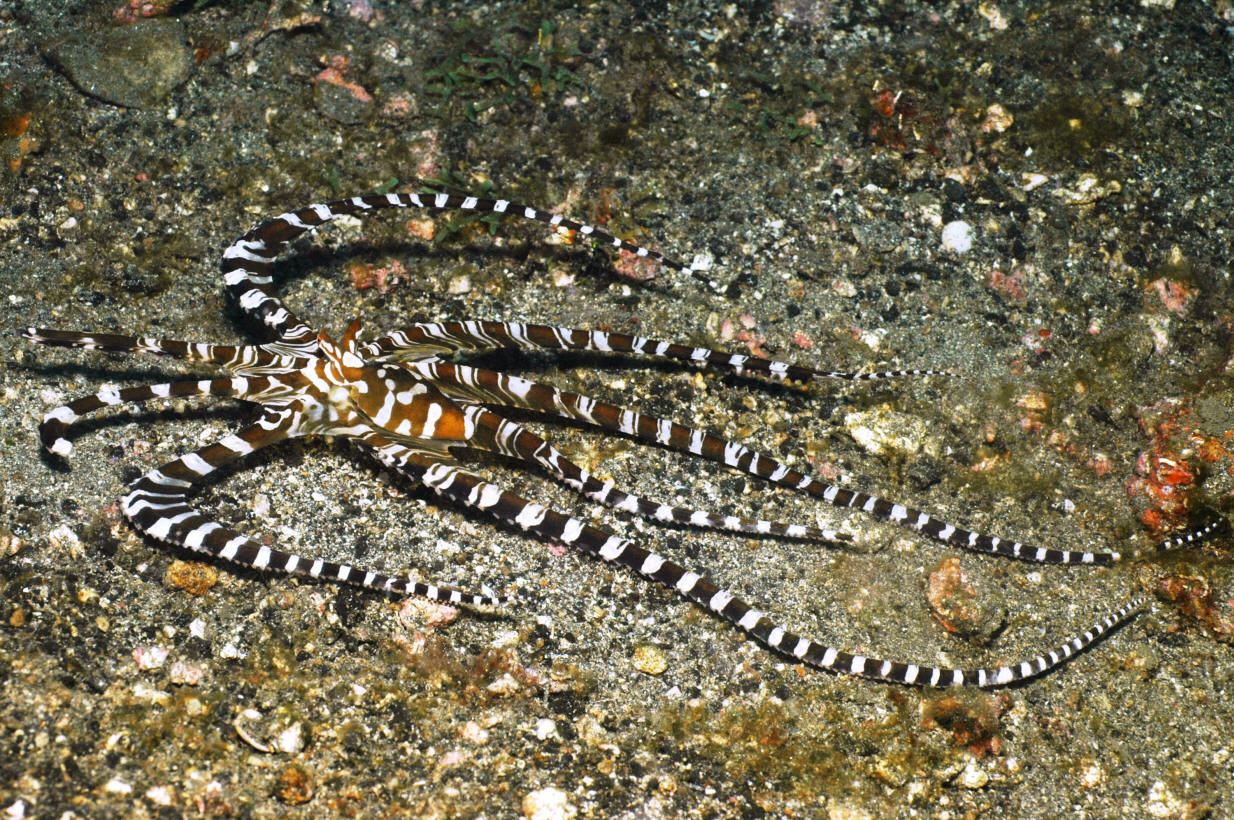 Wunderpus photogenicus